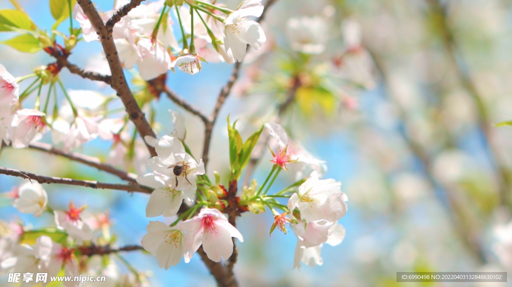 春季 蜜蜂采蜜