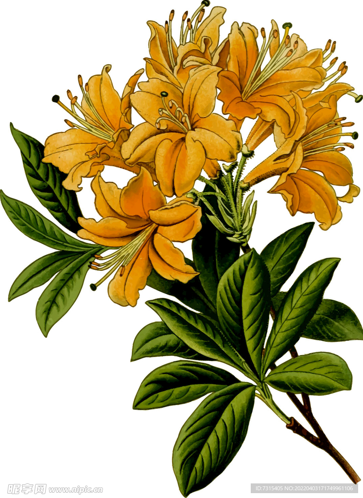 枝杈花