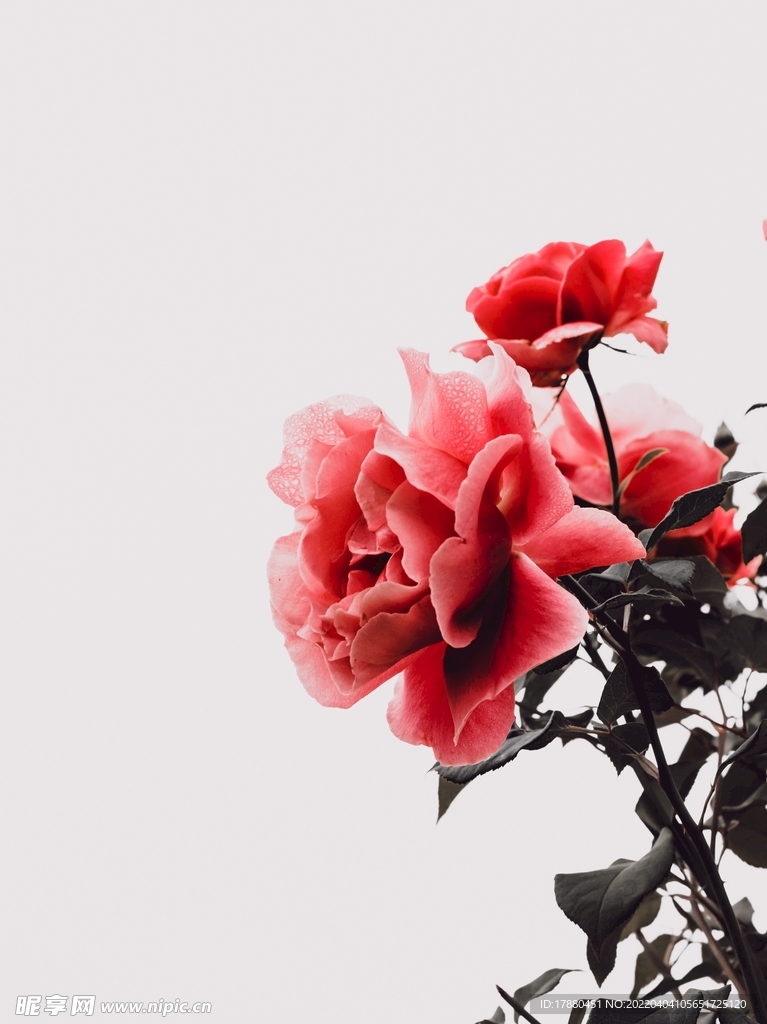 月季花