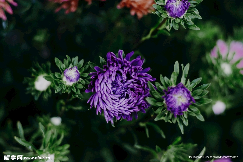 翠菊
