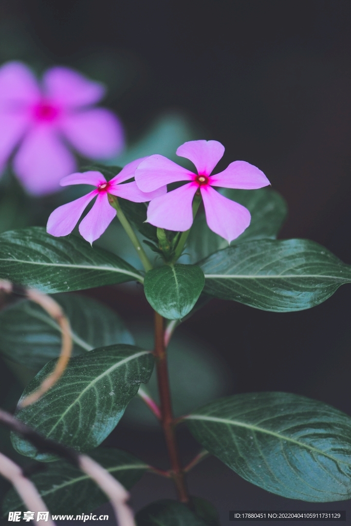 长春花