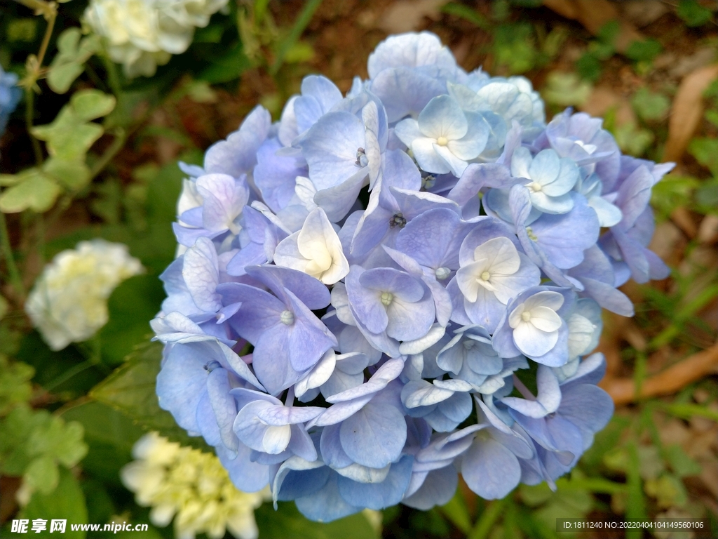 花