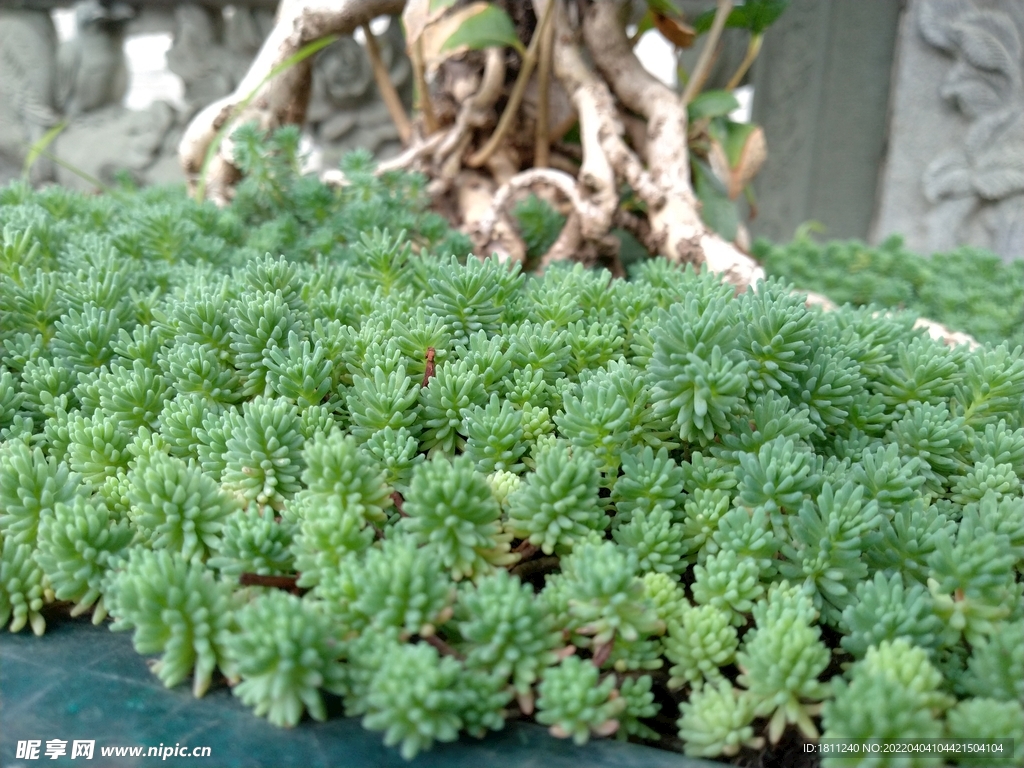 小植物