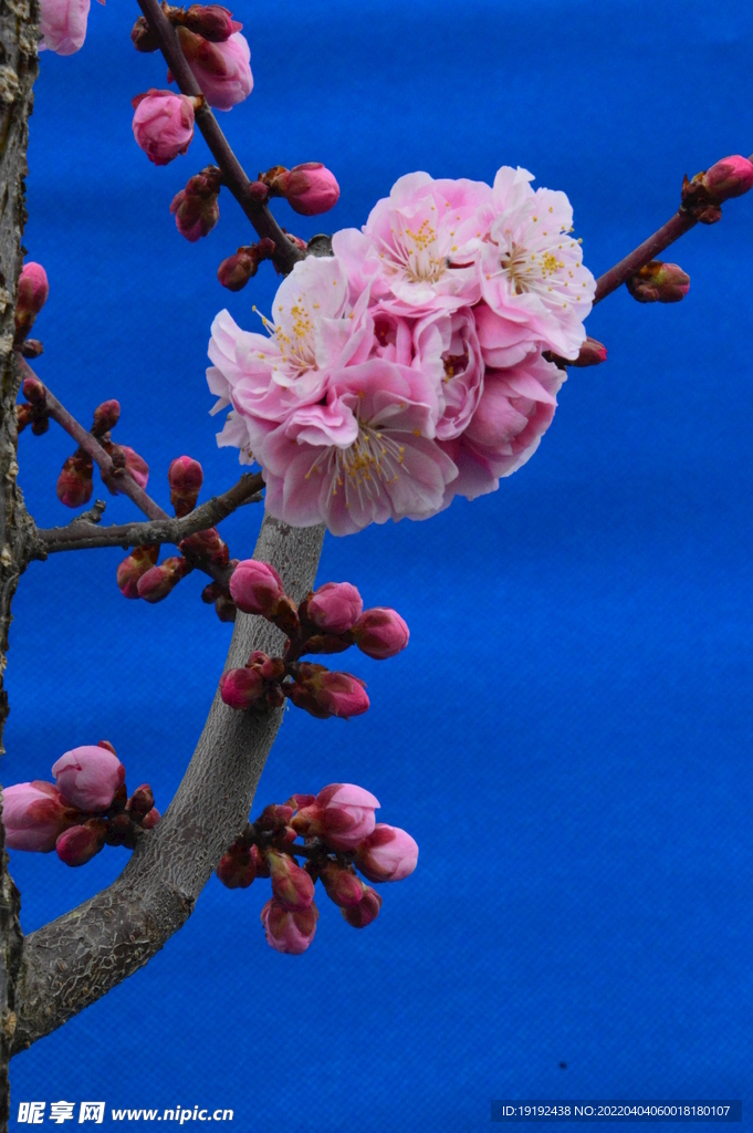 梅花