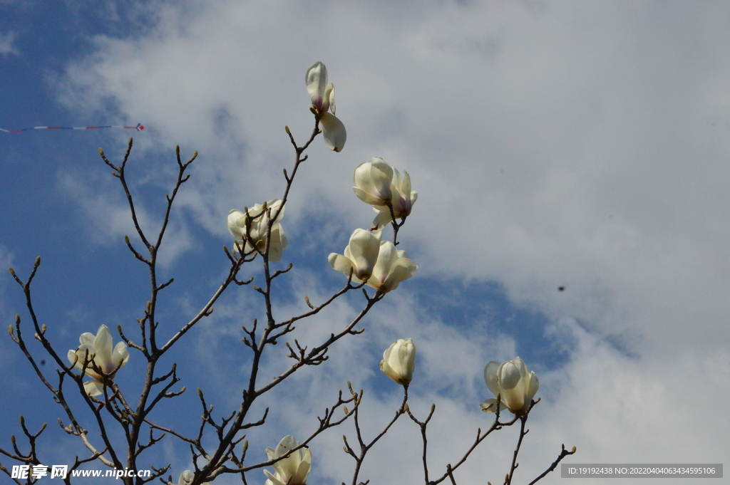 玉兰花