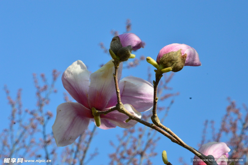 玉兰花 