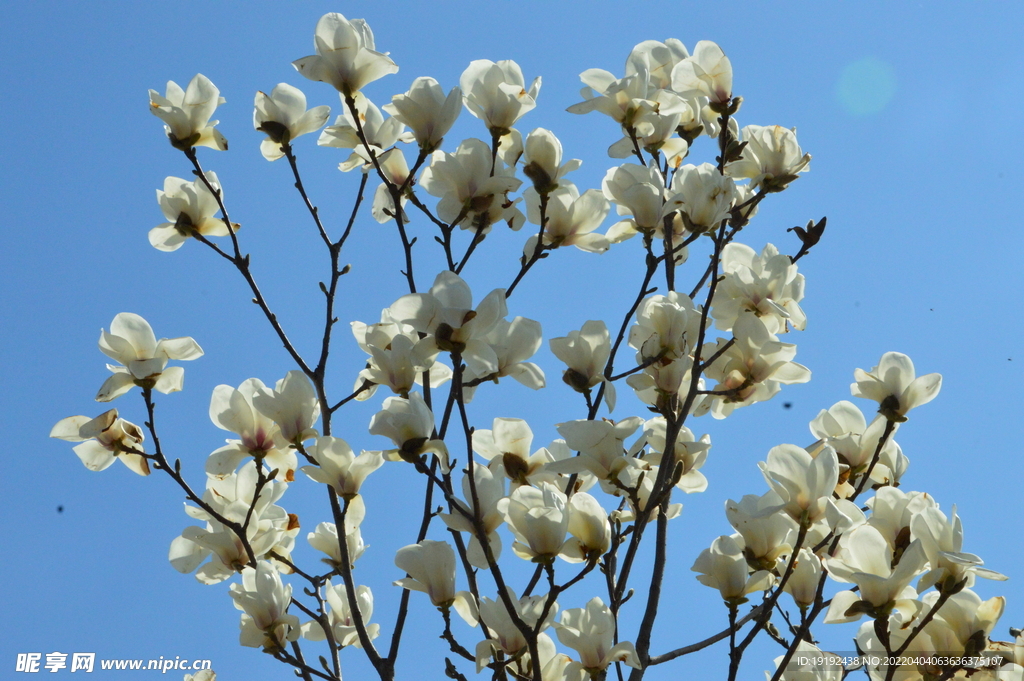 玉兰花