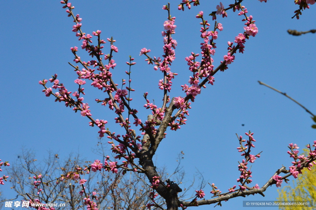 桃花