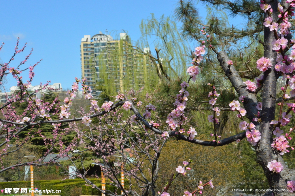 榆叶梅 