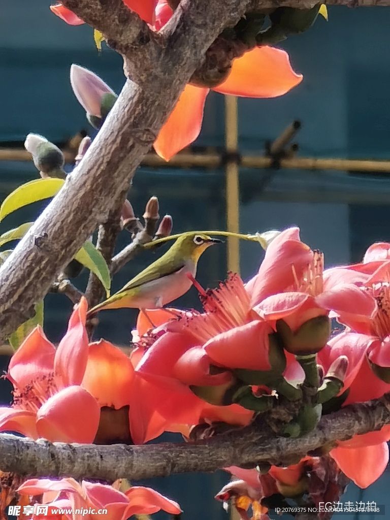昌江木棉花