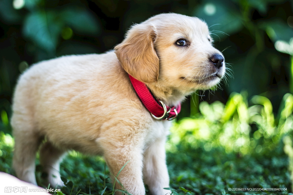 小猎犬