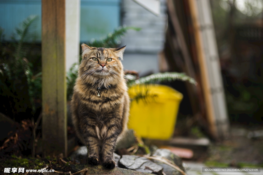 可爱猫咪