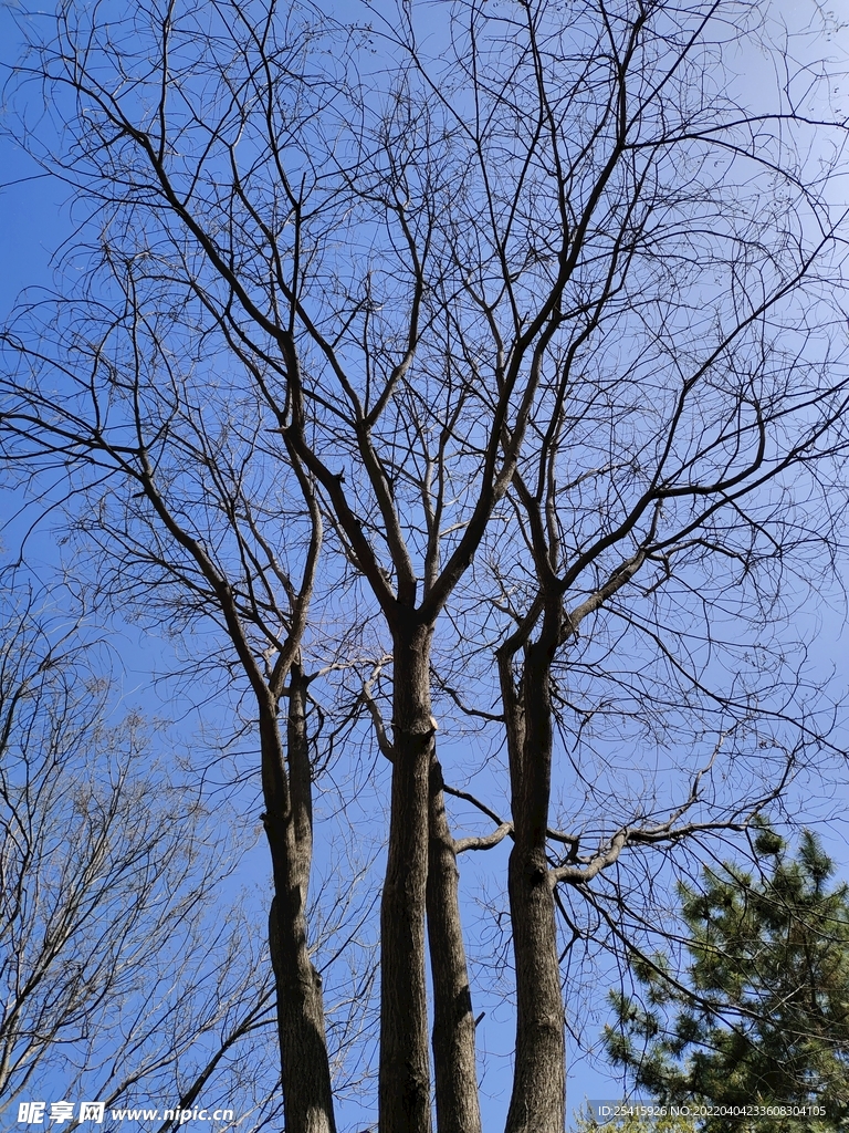 树