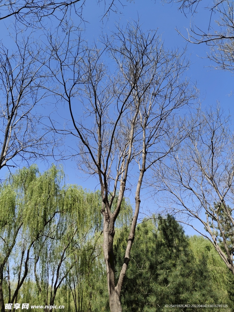 树