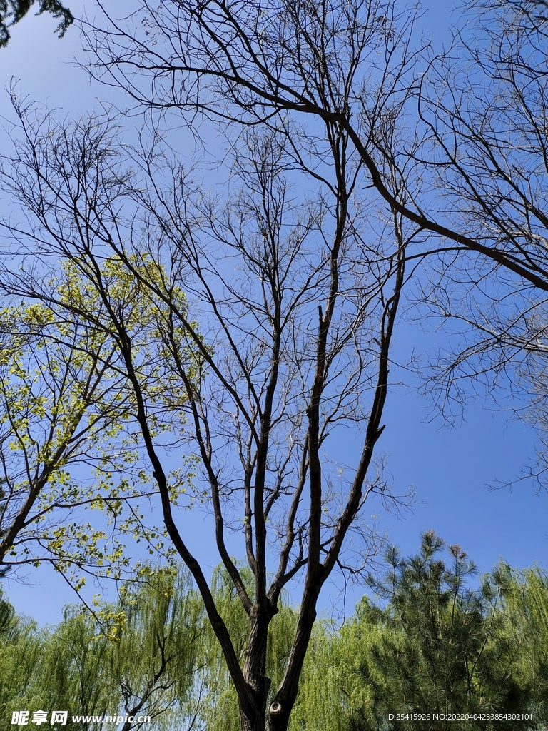 树