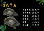 甲鱼