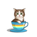 茶杯猫            