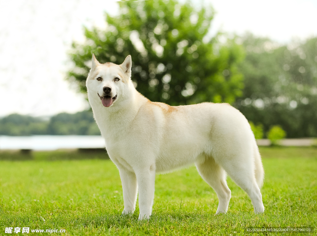 狗              