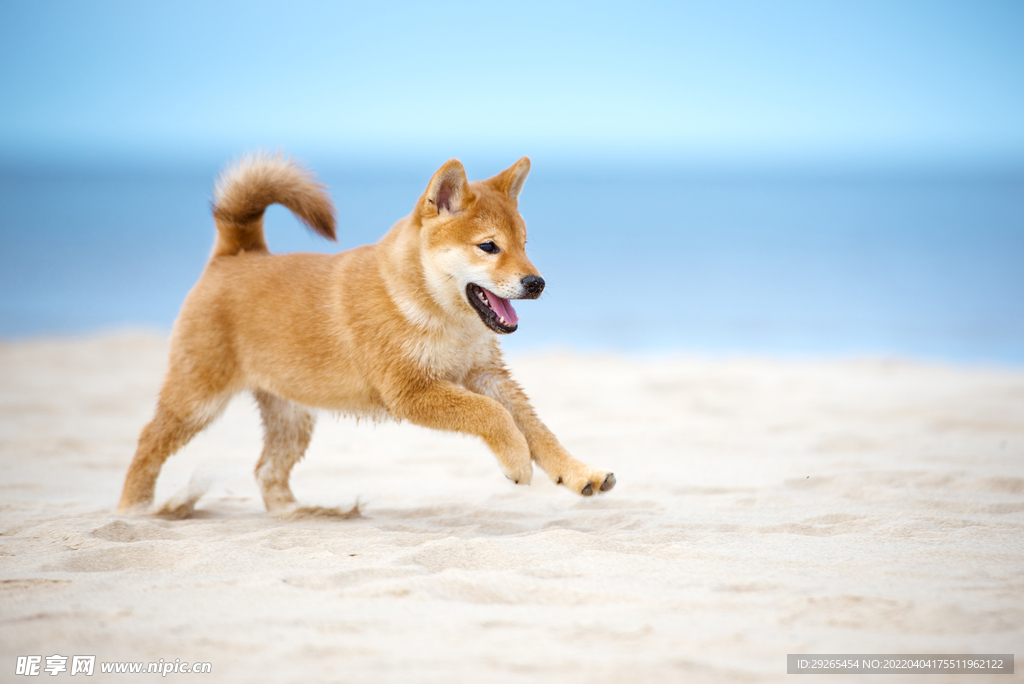 狗              