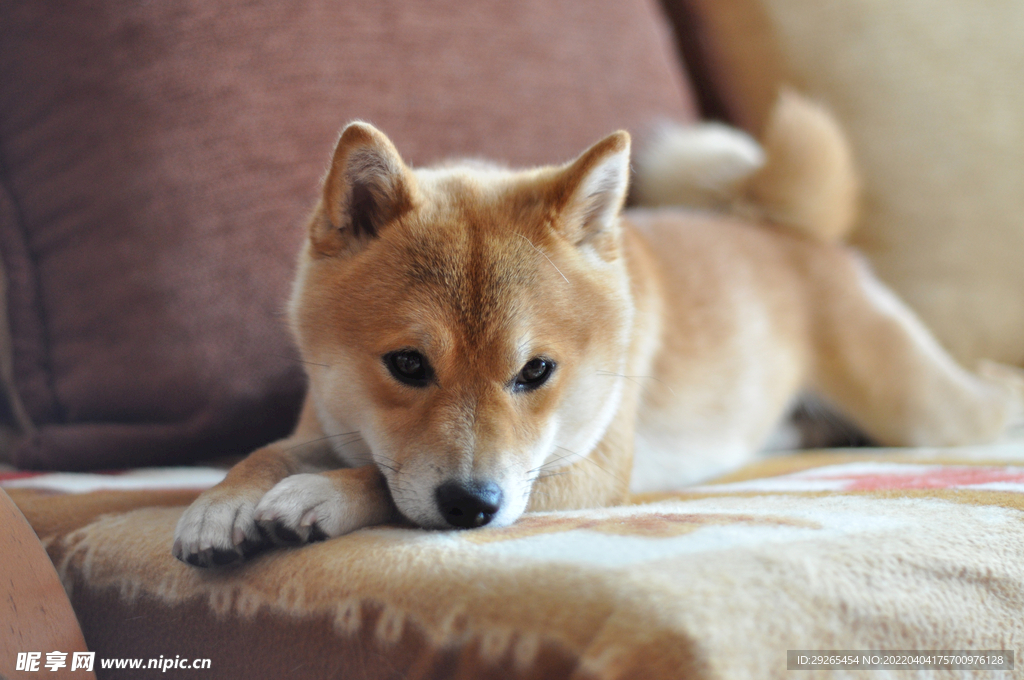 狗              