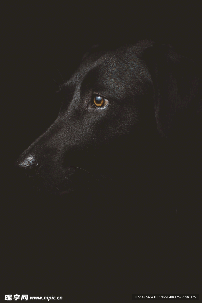 狗              