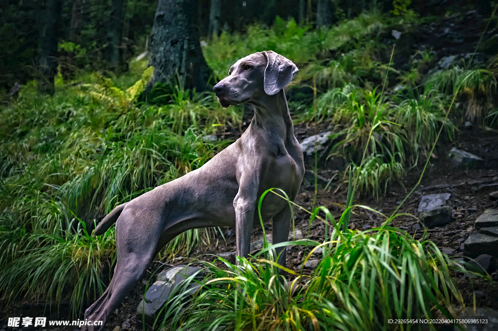 狗              