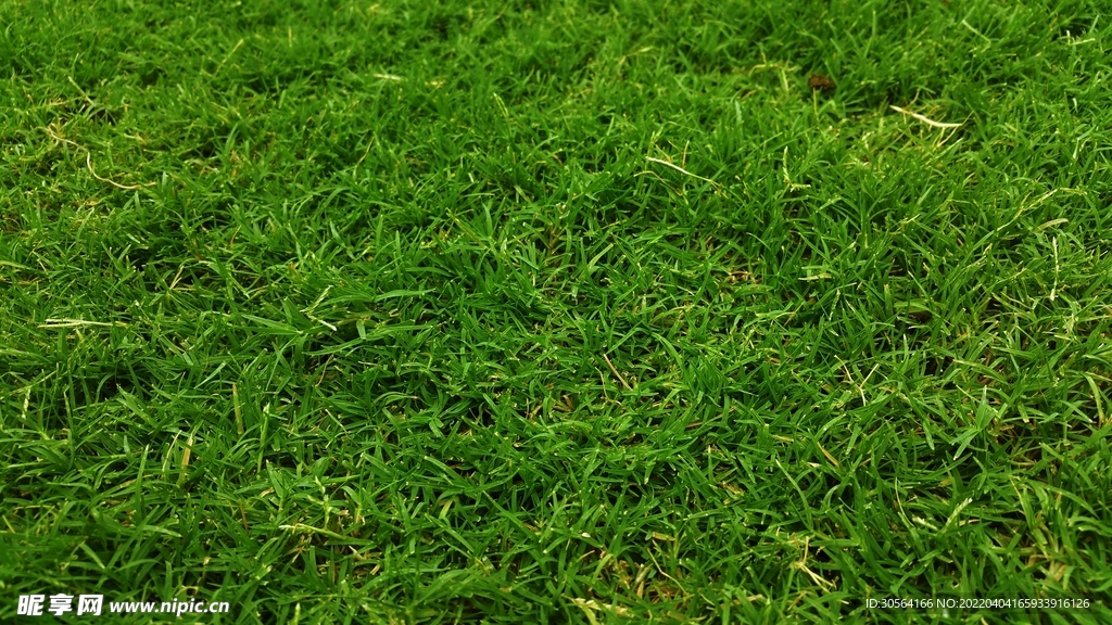 户外绿色草坪