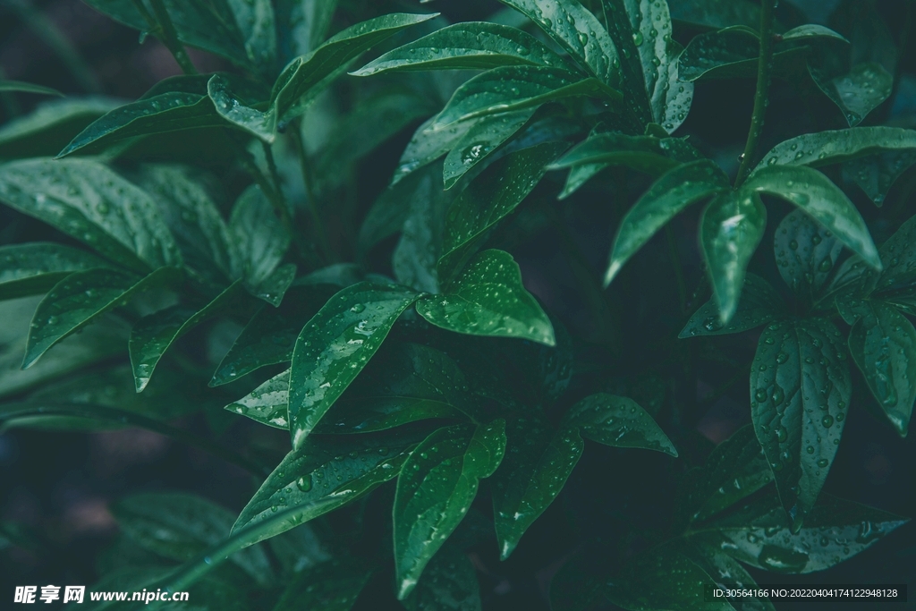 户外绿色植物