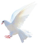 鸽子