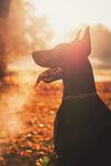 杜宾犬            