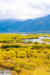 西藏林芝尼洋河牧场青山绿水