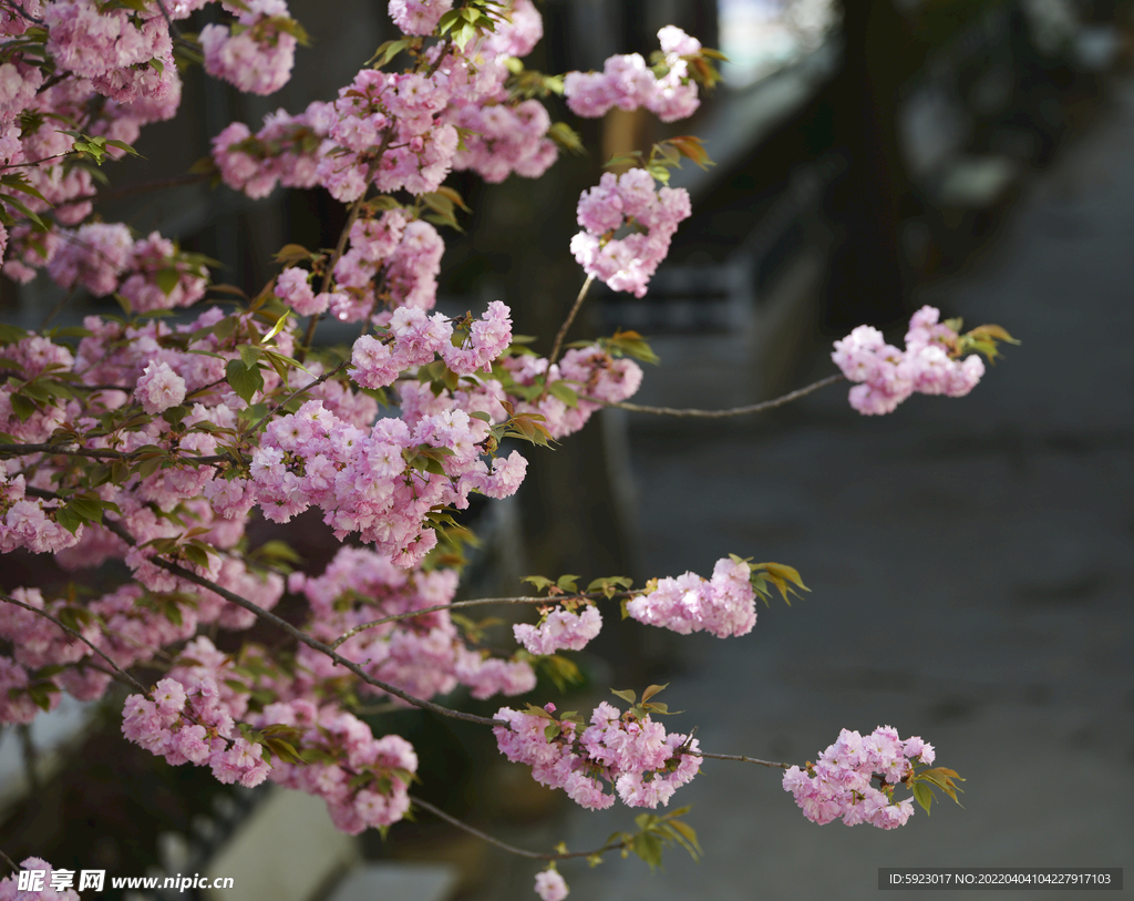 樱花