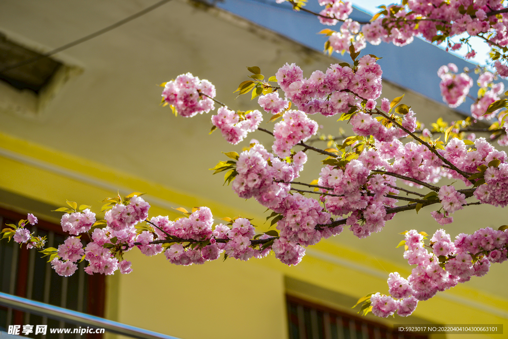 樱花