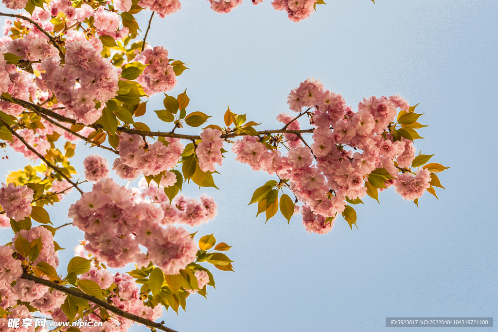樱花