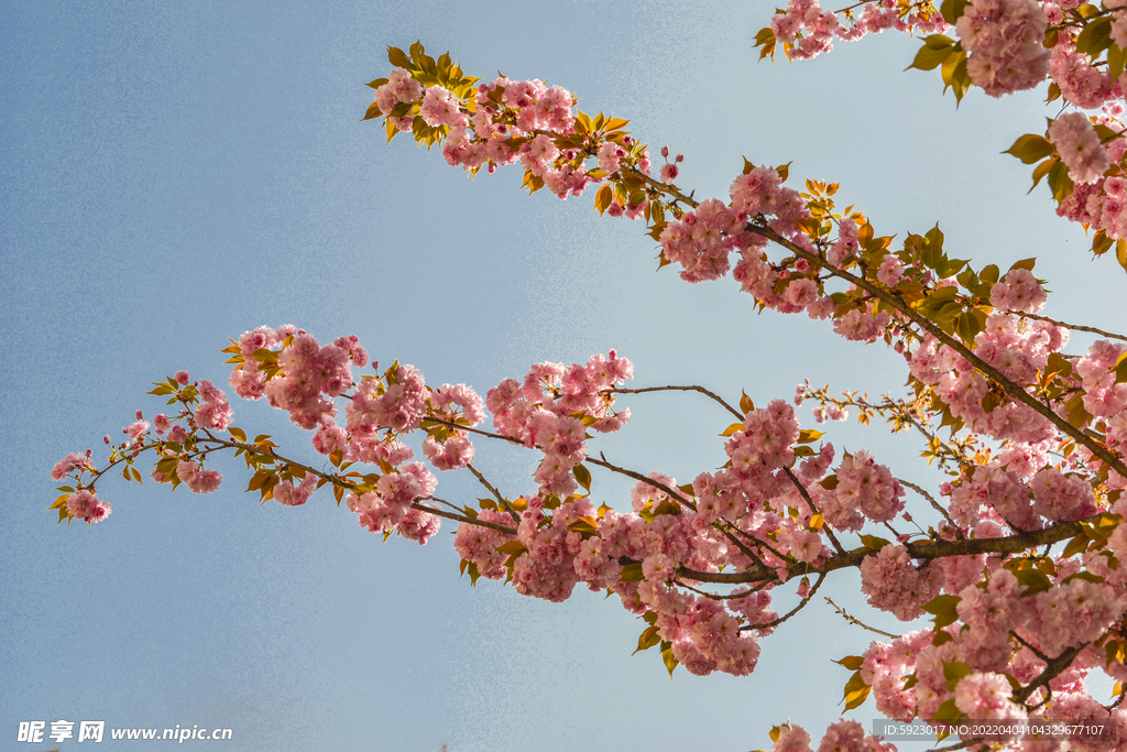 樱花