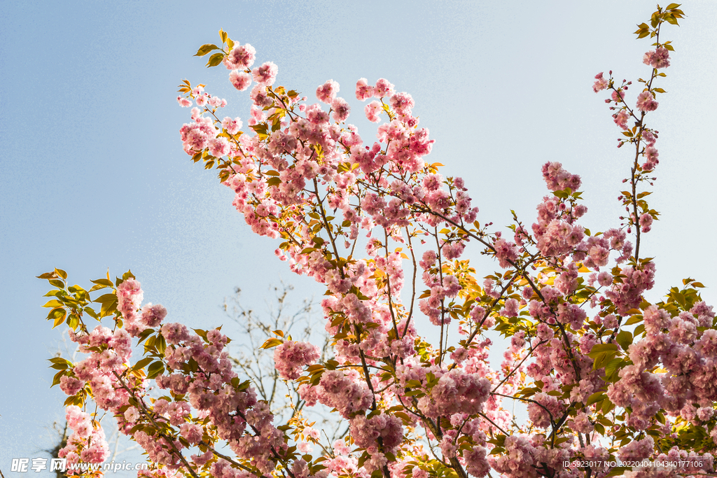 樱花