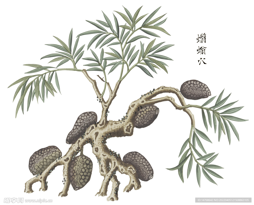 各样药材图册 蠮螉穴