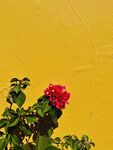 花卉