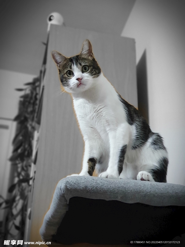 猫