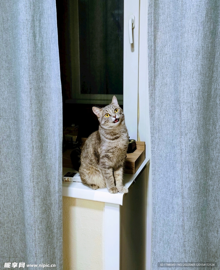 猫