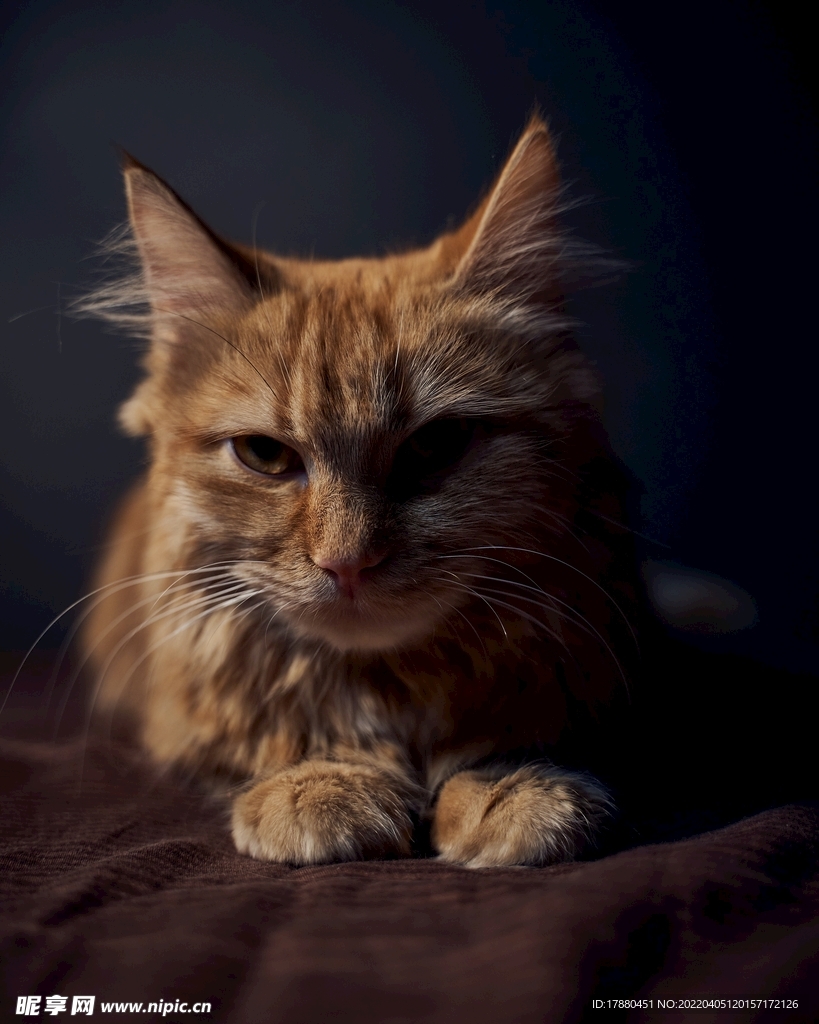 猫