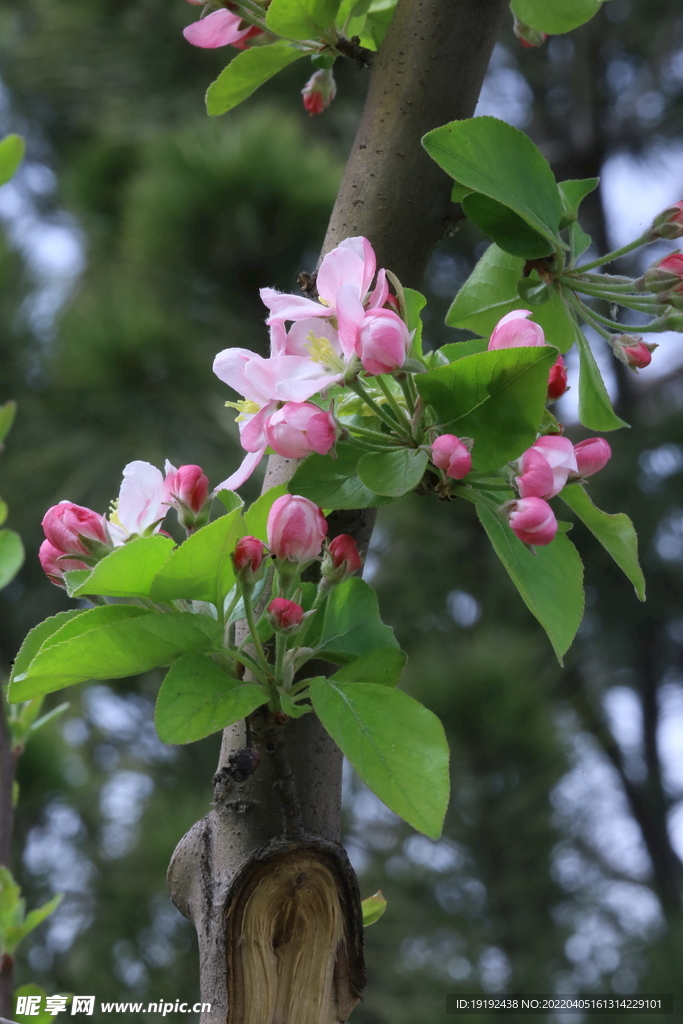西府海棠花