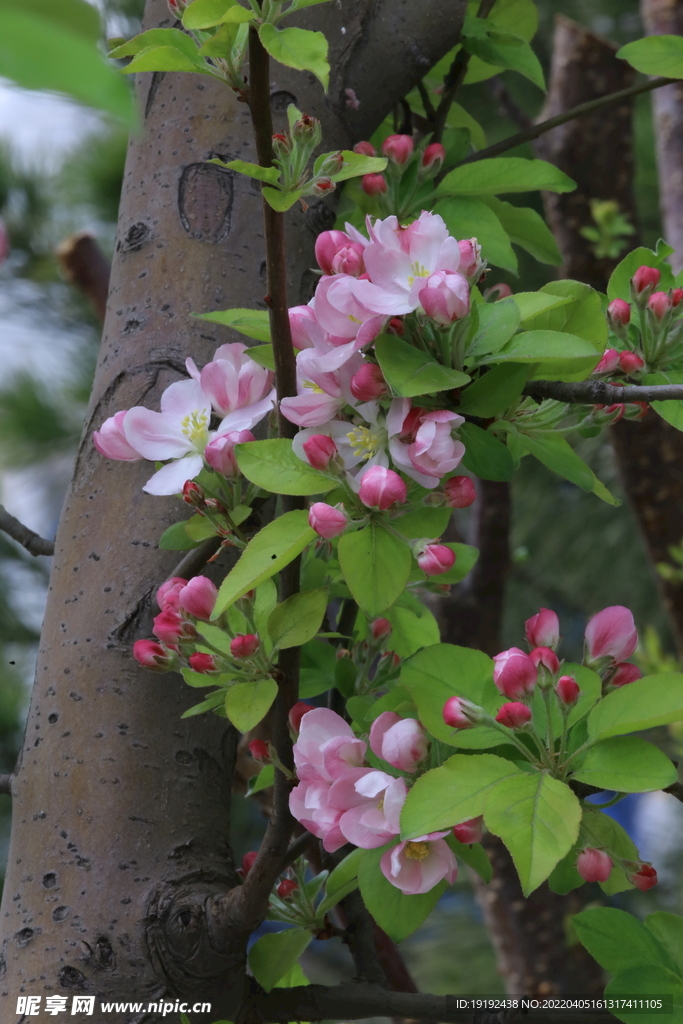 西府海棠花 