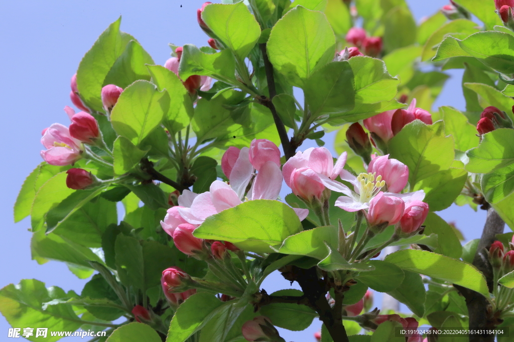 西府海棠花