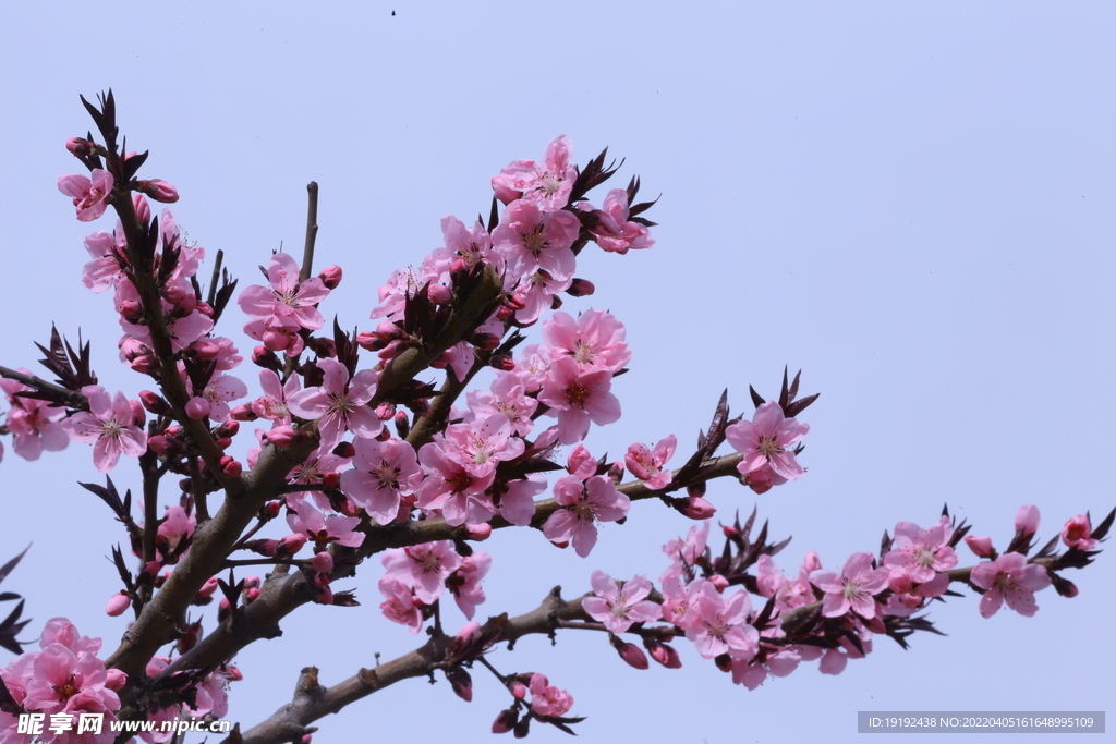 桃花  