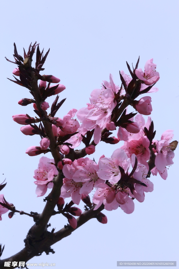 桃花 