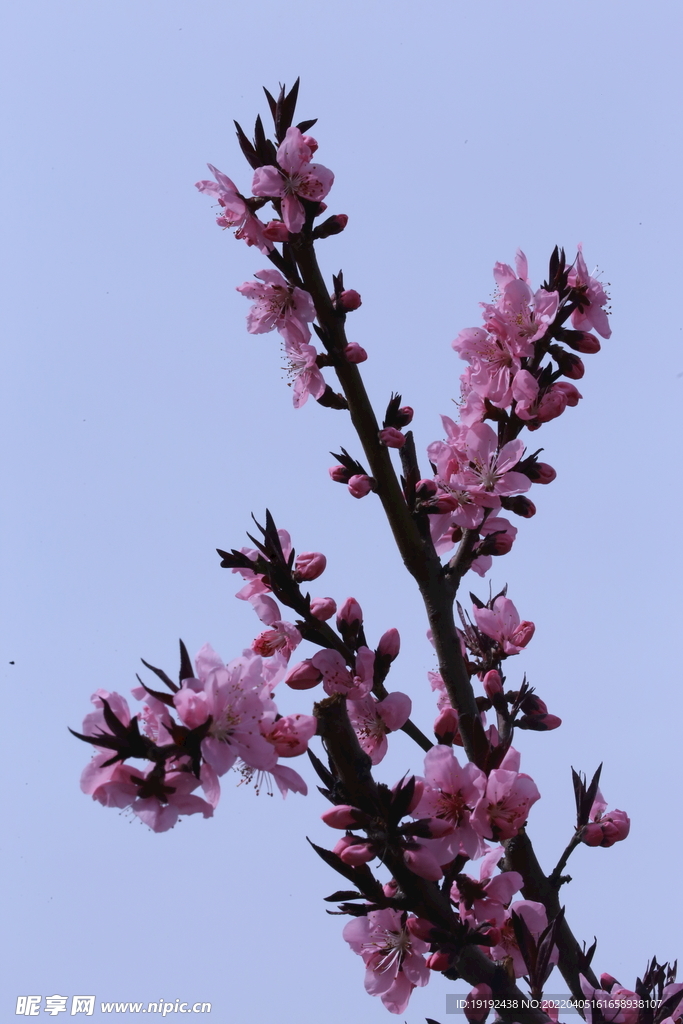 桃花  