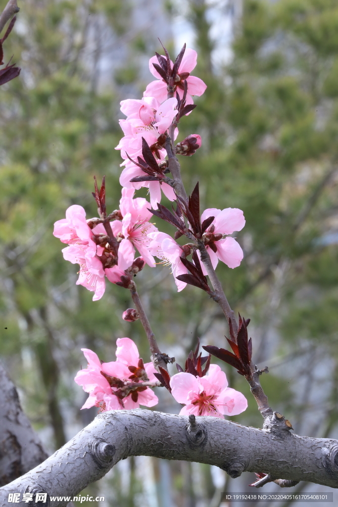 桃花 