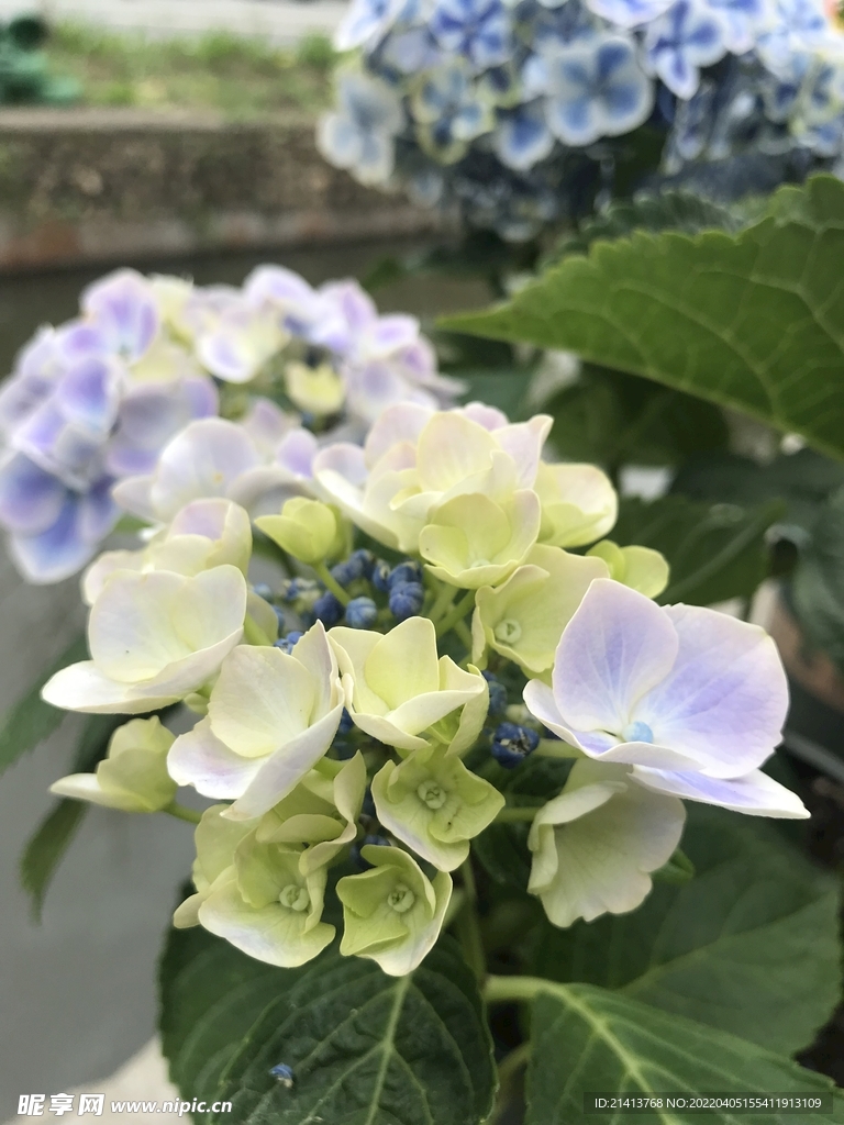 香雪球花朵  