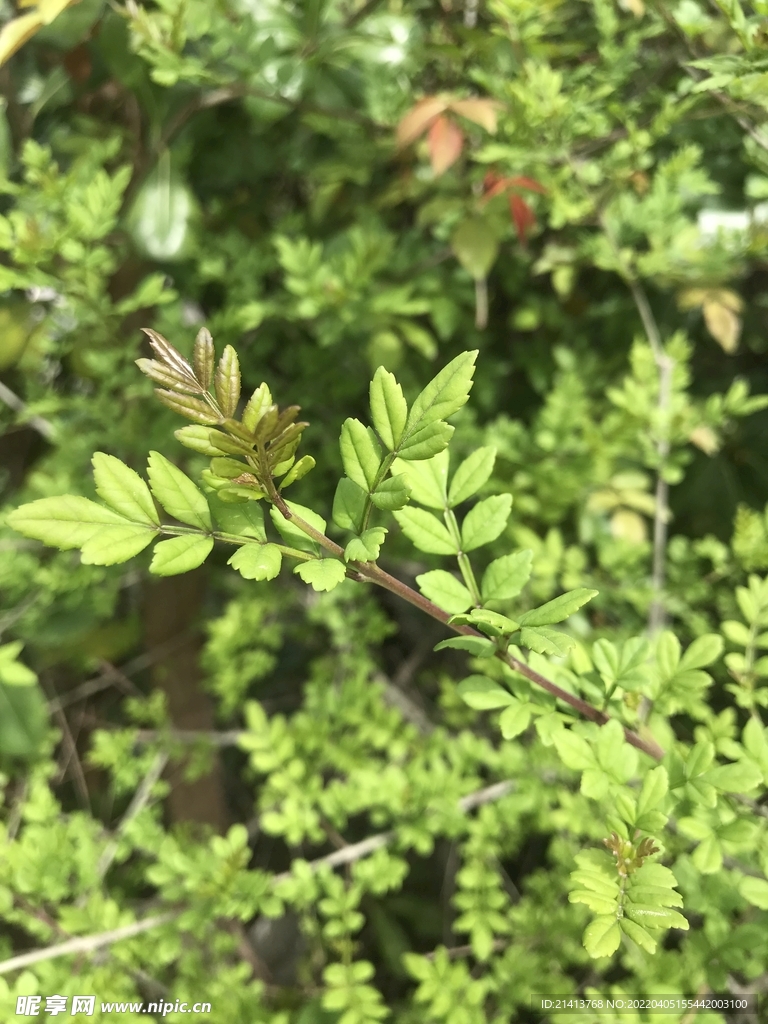 绿植绿叶植物 